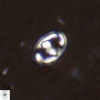 Gorkaea exiguus 48690