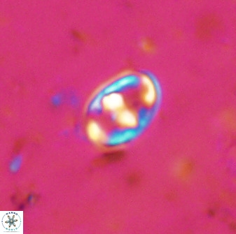 Gorkaea exiguus 48691