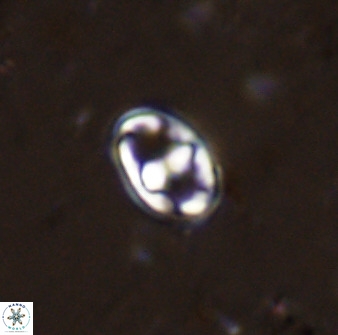 Gorkaea exiguus 48695