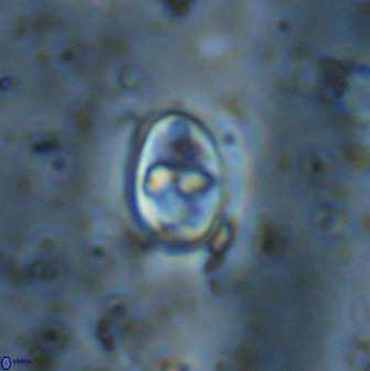 Gorkaea exiguus 48699