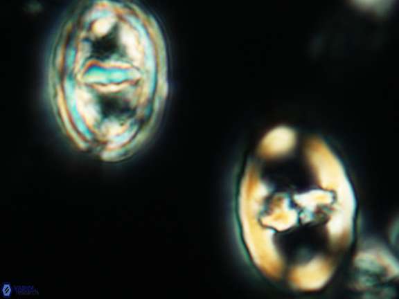 Gorkaea pannosus 3430