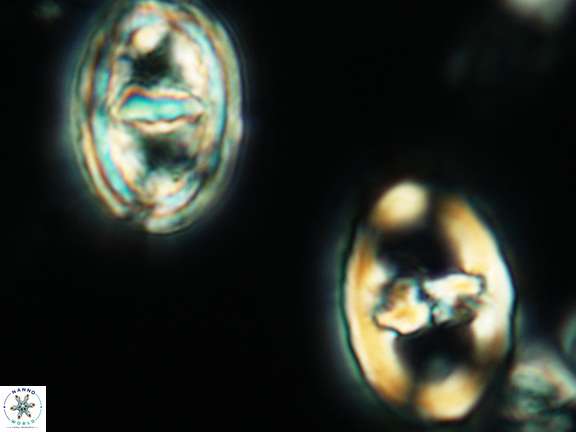 Gorkaea pannosus 3430