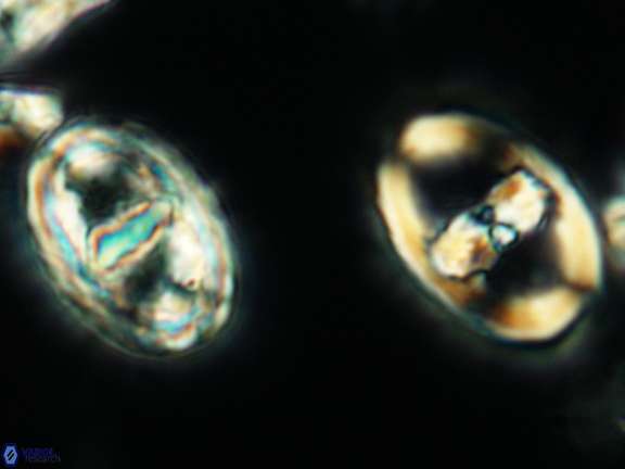 Gorkaea pannosus 3433