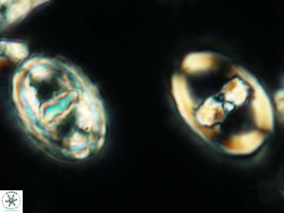 Gorkaea pannosus 3433