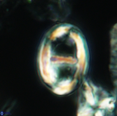Gorkaea pannosus 3391