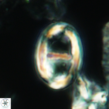 Gorkaea pannosus 3391