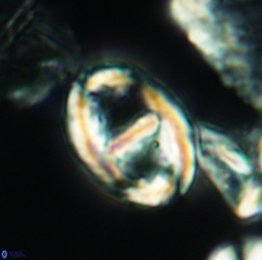 Gorkaea pannosus 3394