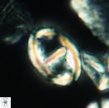 Gorkaea pannosus 3394