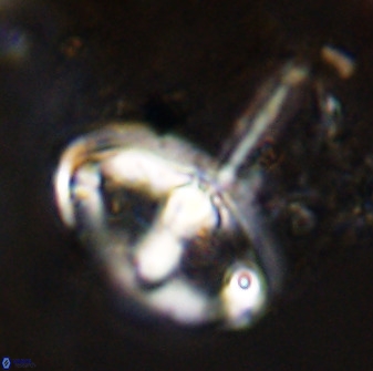 Gorkaea pomerolii 42385