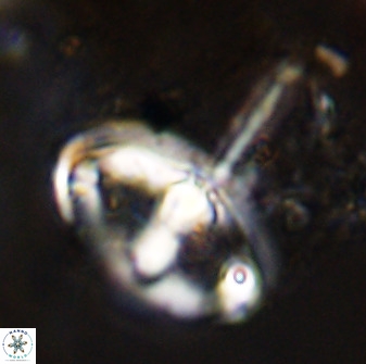 Gorkaea pomerolii 42385