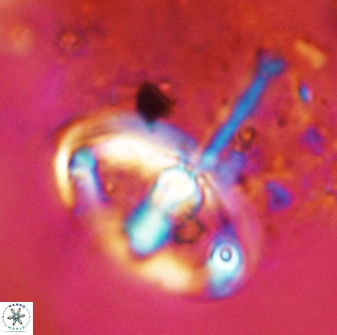 Gorkaea pomerolii 42386
