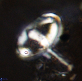 Gorkaea pomerolii 42389