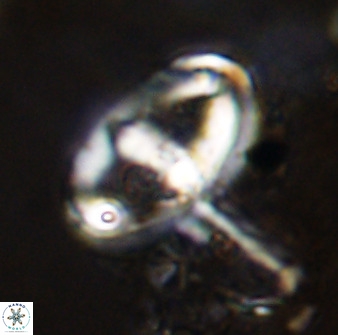 Gorkaea pomerolii 42389