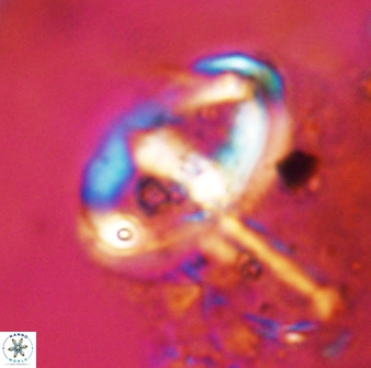 Gorkaea pomerolii 42390