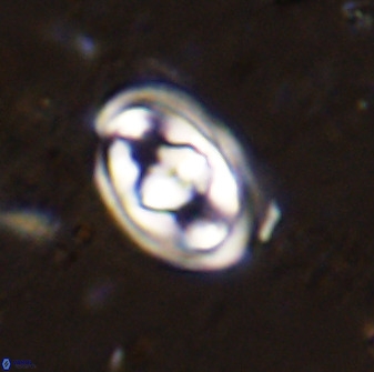 Gorkaea pomerolii 47999