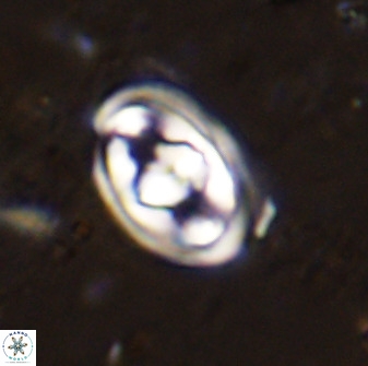 Gorkaea pomerolii 47999