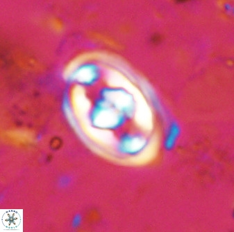 Gorkaea pomerolii 48000
