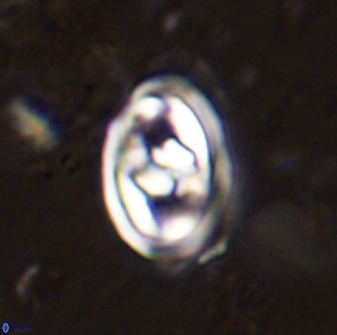 Gorkaea pomerolii 48002