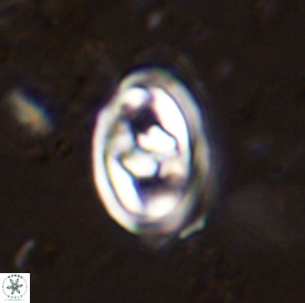 Gorkaea pomerolii 48002