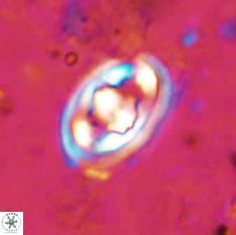 Gorkaea pomerolii 48003