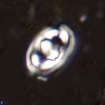 Gorkaea pomerolii 48004