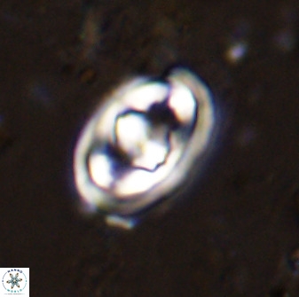 Gorkaea pomerolii 48004