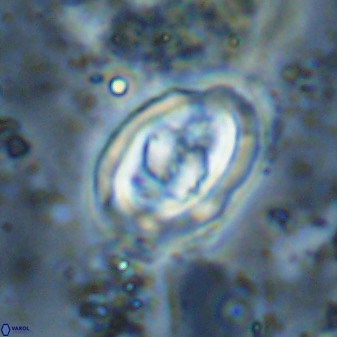 Gorkaea pomerolii 48008
