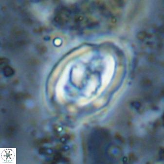 Gorkaea pomerolii 48008