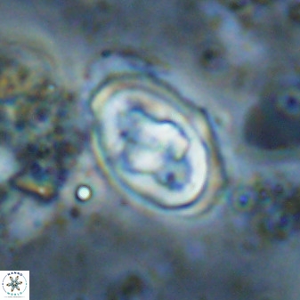 Gorkaea pomerolii 48009