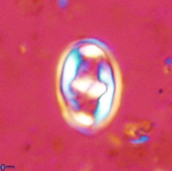 Gorkaea pomerolii 48494