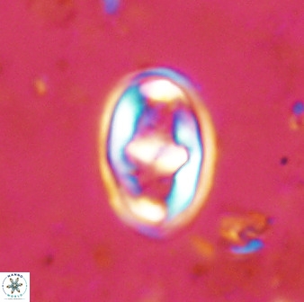 Gorkaea pomerolii 48494