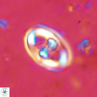 Gorkaea pomerolii 48496