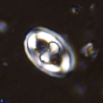 Gorkaea pomerolii 48497