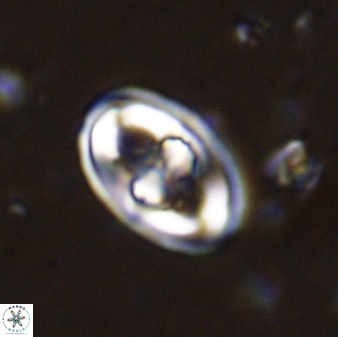 Gorkaea pomerolii 48497