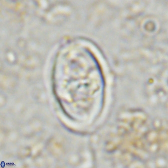 Gorkaea pomerolii 48498
