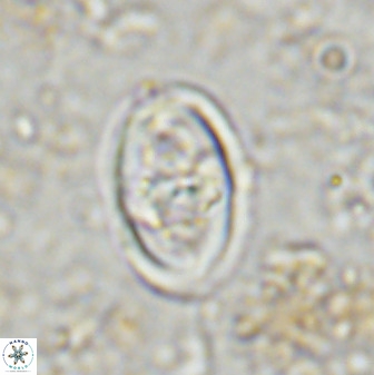Gorkaea pomerolii 48498