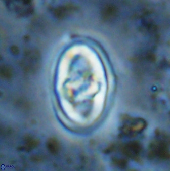 Gorkaea pomerolii 48499