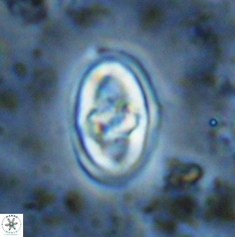 Gorkaea pomerolii 48499