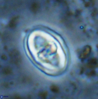 Gorkaea pomerolii 48500