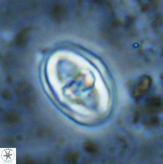 Gorkaea pomerolii 48500