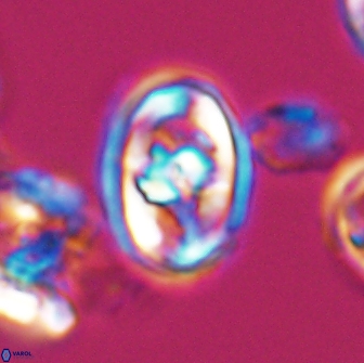 Gorkaea pomerolii 8155