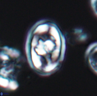 Gorkaea pomerolii 8156