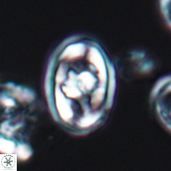 Gorkaea pomerolii 8156