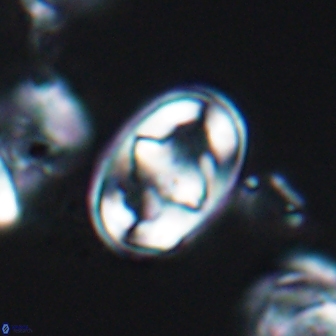 Gorkaea pomerolii 8157