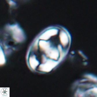 Gorkaea pomerolii 8157