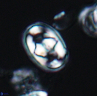 Gorkaea pomerolii 8153