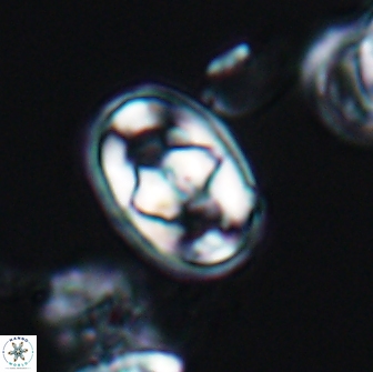 Gorkaea pomerolii 8153