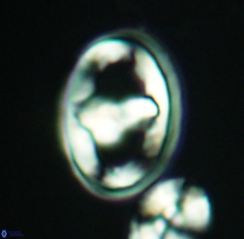 Gorkaea pomerolii 2770