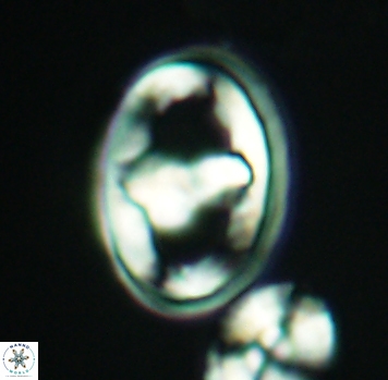 Gorkaea pomerolii 2770