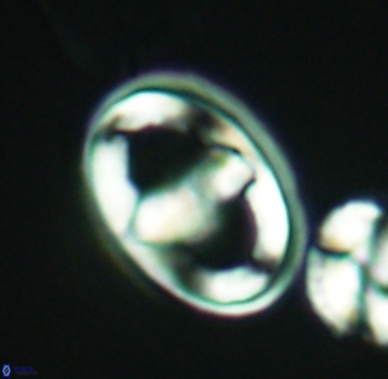 Gorkaea pomerolii 2773